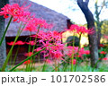秋の彼岸花 101702586