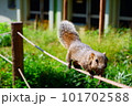 綱渡りをするリス 101702588