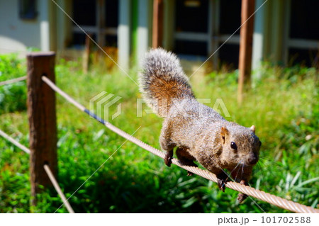 綱渡りをするリス 101702588