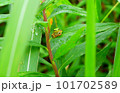 葉の上に座るアマガエル 101702589