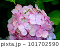紫陽花に潜むカマキリの子ども 101702590