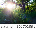 森を照らす木漏れ日 101702591