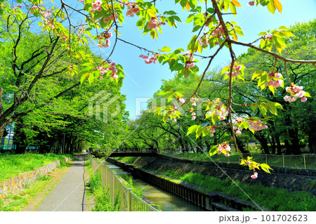 善福寺川緑地／児童橋／善福寺川付近(東京都杉並区)【2023.4】 101702623