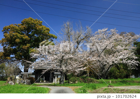 丹波国分寺と桜 101702624