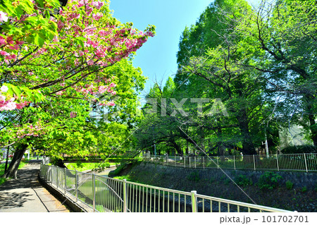 善福寺川緑地／屋倉橋／善福寺川付近(東京都杉並区)【2023.4】 101702701