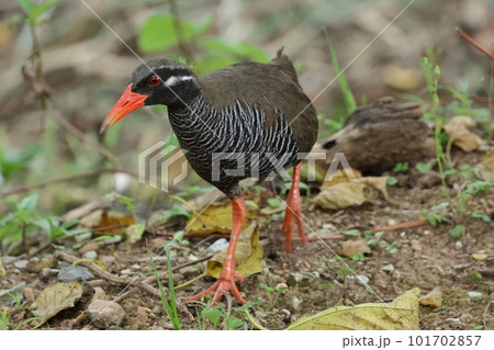 生き物　野鳥　ヤンバルクイナ、嘴と脚の赤色が鮮やか。お腹は縞模様で背中はオリーブグリーン 101702857