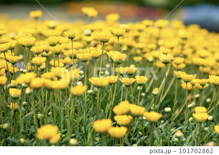春の花5 カモミール 春の花5 カモミール 101702862