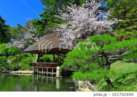 【広島県】桜が満開の縮景園 101702890
