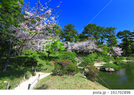 【広島県】桜が満開の縮景園 【広島県】桜が満開の縮景園 101702896