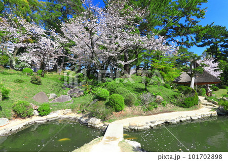 【広島県】桜が満開の縮景園 【広島県】桜が満開の縮景園 101702898