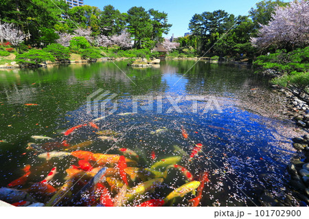 【広島県】桜が満開の縮景園と錦鯉 101702900