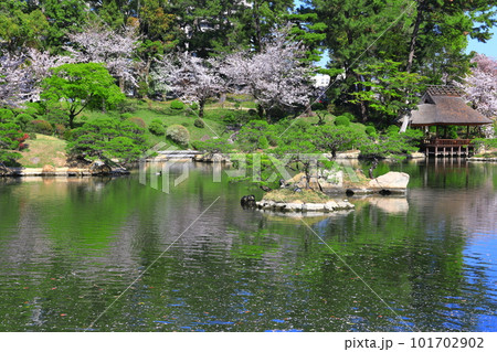【広島県】桜が満開の縮景園 101702902