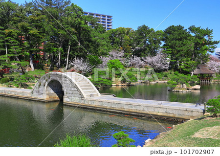 【広島県】桜が満開の縮景園(跨虹橋) 【広島県】桜が満開の縮景園(跨虹橋) 101702907