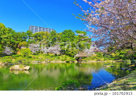 【広島県】桜が満開の縮景園 101702915