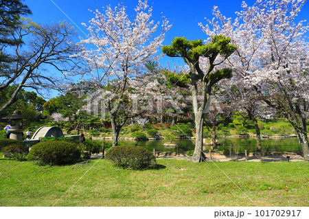 【広島県】桜が満開の縮景園 【広島県】桜が満開の縮景園 101702917