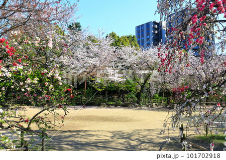 【広島県】桜が満開の縮景園 【広島県】桜が満開の縮景園 101702918