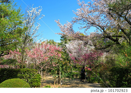 【広島県】桜が満開の縮景園 【広島県】桜が満開の縮景園 101702923