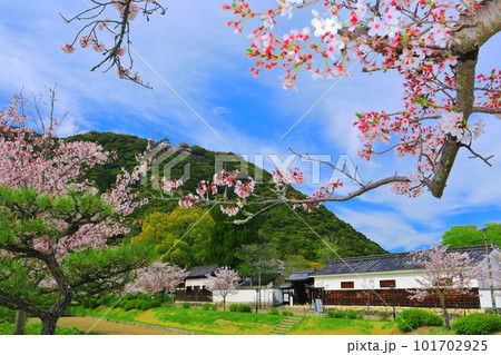 【山口県】満開の桜と錦雲閣と岩国城 【山口県】満開の桜と錦雲閣と岩国城 101702925