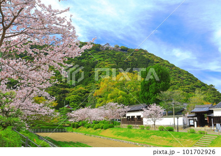 【山口県】満開の桜と錦雲閣と岩国城 【山口県】満開の桜と錦雲閣と岩国城 101702926
