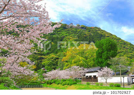 【山口県】満開の桜と錦雲閣と岩国城 101702927