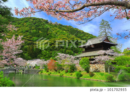 【山口県】満開の桜と錦雲閣と岩国城 【山口県】満開の桜と錦雲閣と岩国城 101702935