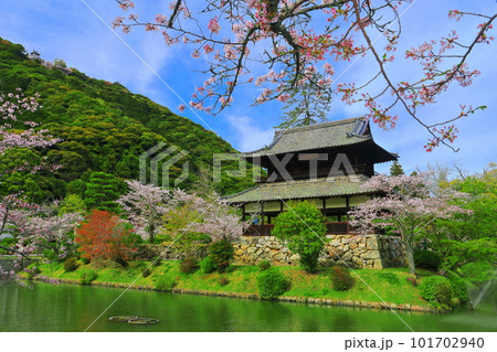 【山口県】満開の桜と錦雲閣と岩国城 【山口県】満開の桜と錦雲閣と岩国城 101702940