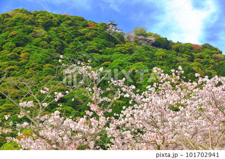【山口県】満開の桜と岩国城 【山口県】満開の桜と岩国城 101702941