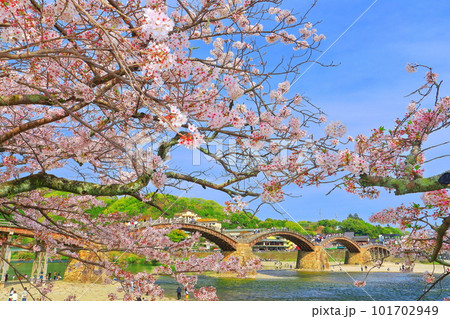 【山口県】満開の桜と錦帯橋 101702949