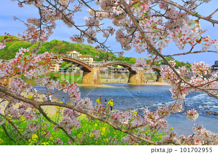 【山口県】満開の桜と錦帯橋 101702955