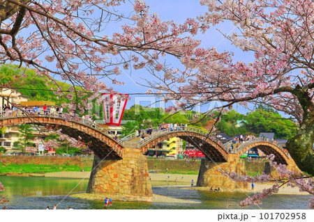 【山口県】満開の桜と錦帯橋 【山口県】満開の桜と錦帯橋 101702958