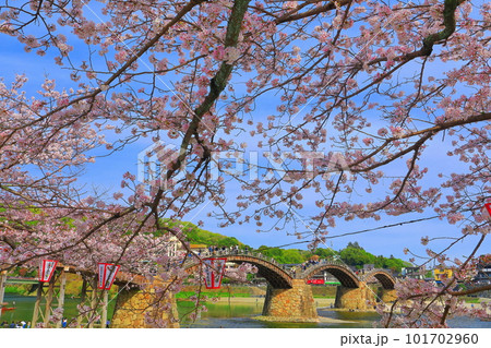 【山口県】満開の桜と錦帯橋 【山口県】満開の桜と錦帯橋 101702960