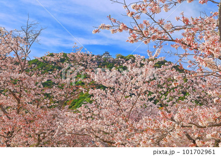 【山口県】満開の桜と岩国城 101702961