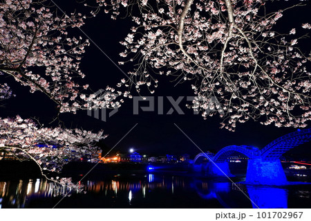 【山口県】満開の夜桜と錦帯橋ライトアップ 101702967