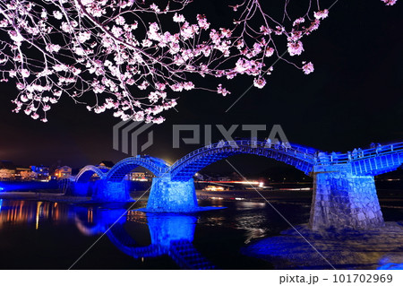 【山口県】満開の夜桜と錦帯橋ライトアップ 101702969