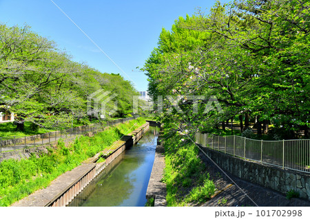 善福寺川緑地/尾崎橋/善福寺川より上流方向を望む(東京都杉並区)【2023.4】 善福寺川緑地/尾崎橋/善福寺川より上流方向を望む(東京都杉並区)【2023.4】 101702998