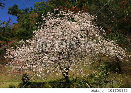 一本桜 101703155