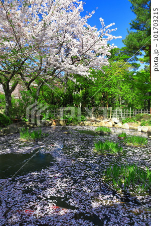 【広島県】桜が満開の縮景園 101703215