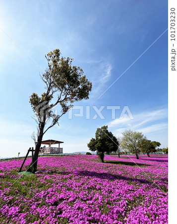 愛知県・公園内の風景　青空と芝桜 101703230