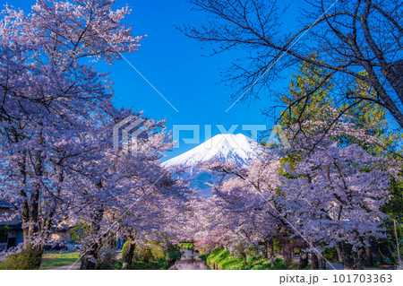 【春素材】忍野村の桜と富士山【山梨県】 101703363