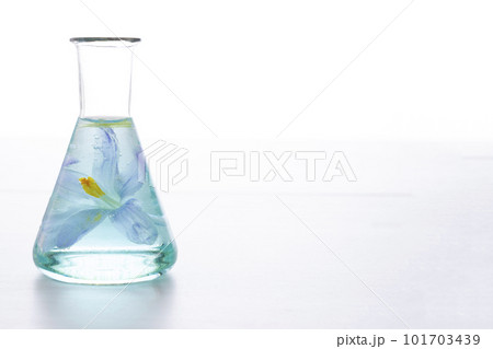 Preparation of perfumes from natural ingredients, aromatherapy. Fresh blue flower in a chemical flask 101703439