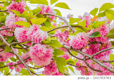 鮮やかなピンクの八重桜 101703763