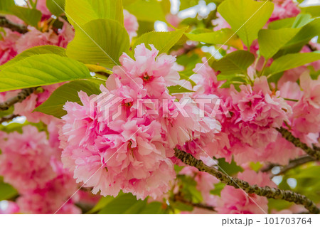 鮮やかなピンクの八重桜 101703764