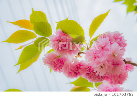 鮮やかなピンクの八重桜 101703765