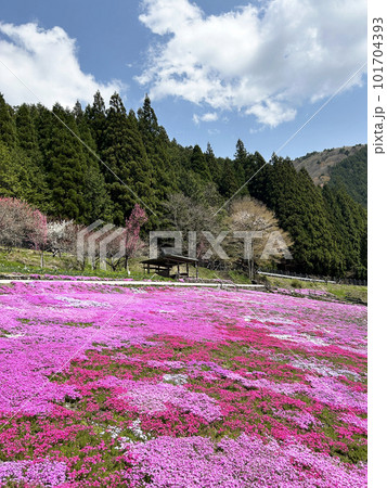 岐阜県・青空と芝桜 101704393