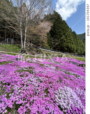 岐阜県・青空と芝桜 岐阜県・青空と芝桜 101704397