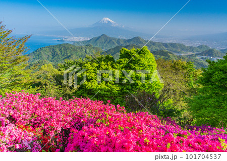 （静岡県）ツツジ咲く葛城山から望む富士山 101704537