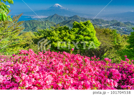 (静岡県)ツツジ咲く葛城山から望む富士山 (静岡県)ツツジ咲く葛城山から望む富士山 101704538