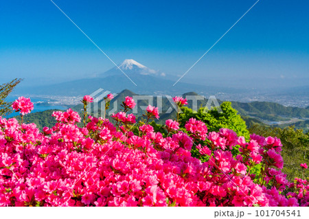 (静岡県)ツツジ咲く葛城山から望む富士山 (静岡県)ツツジ咲く葛城山から望む富士山 101704541