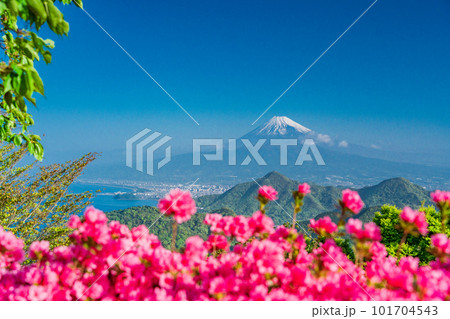 (静岡県)ツツジ咲く葛城山から望む富士山 (静岡県)ツツジ咲く葛城山から望む富士山 101704543