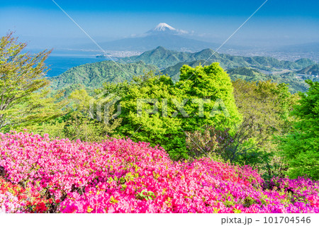 (静岡県)ツツジ咲く葛城山から望む富士山 (静岡県)ツツジ咲く葛城山から望む富士山 101704546